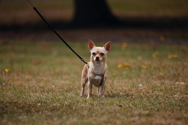 Las Estrategias Más Efectivas para Enseñar a Tu Cachorro a Hacer sus Necesidades en el Lugar Correcto